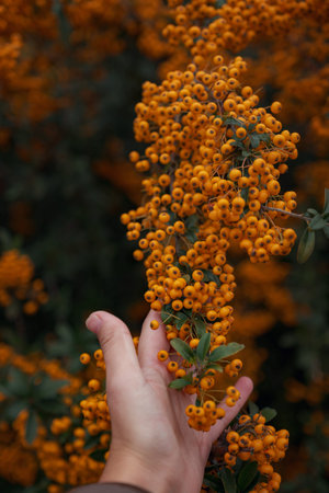 Rowanberries sour but rich vitamin C. Pyracantha plant with female hand, also known as firethorn in...