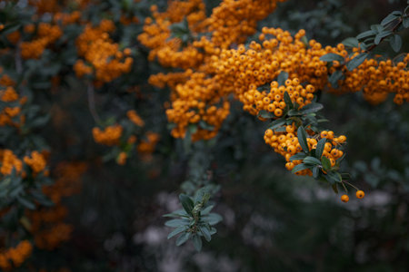 Rowanberries sour but rich vitamin C. Pyracantha plant, also known as firethorn in a garden in a sunny autumn day, beautiful outdoor floral background photographed with soft focusの写真素材