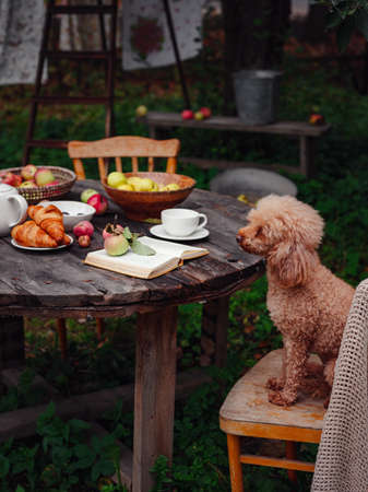 beautiful autumn still life in apple orchard, cute brown poodle dog sitting at table with apples, tea set and book, idea and concept of harvesting, abundance and autumn lifestyleの写真素材