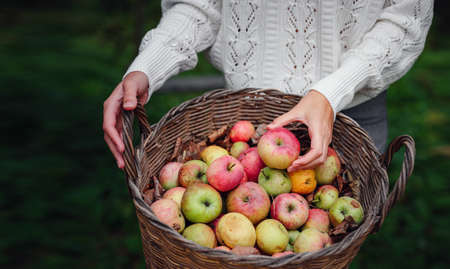 Autumn country - lady in white fishnet sweater with big basket of apples in her garden. Apple Picking and Harvest Day Celebration concept. hands close-upの写真素材