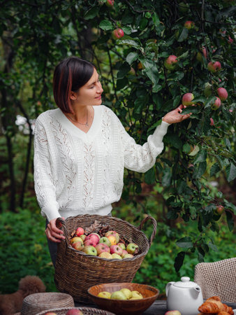 Autumn country - lady in white fishnet sweater with big basket of apples in her garden. Apple...