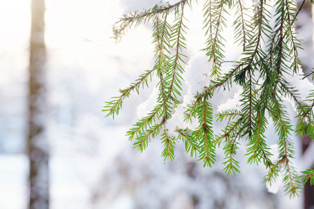 Nature Winter background with snowy pine tree branches, shallow DOF. Beauty in nature.