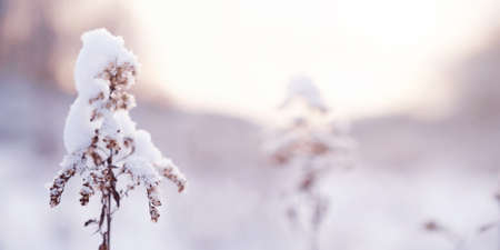 Snowy forest on a gloomy day tree covered with snow. wild grass on forest background. Snowfall Artistic winter christmas natural image. Winter and spring background.の写真素材