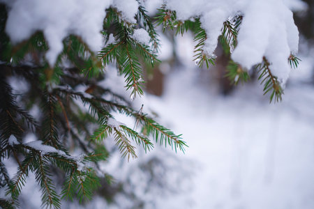 Nature Winter background with snowy pine tree branches, shallow DOF. Beauty in nature.の写真素材