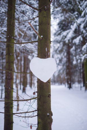 Winter in spruce forest, spruces covered with white fluffy snow. ski resort. Great view of wilderness. Explore beauty of land. heart made of snow on tree, valentine's day conceptの写真素材