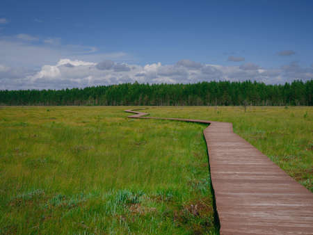 trip to central Russia, St. Petersburg, ecotrail Sestroretsky swamps. regenerative travel concept. wooden path through endless swampsの写真素材