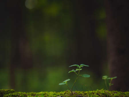 traditional forest of central Russia, summer sunset. Scenic forest of fresh green trees, beautiful park, summer landscape, birch grove, fir forest summer landscape. close-up detail of the forestの写真素材