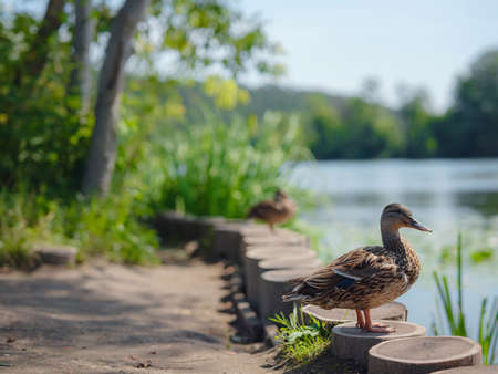 Female mallard duck with in spring lake shore, in city park near river Moskva of estate Arkhangelskoye, Moscow region, Russiaの写真素材