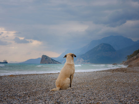 antalya, turkey, winter walk by the mediterranean sea. Rear view of lost dog alone on smooth wet...
