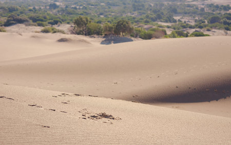 Patara beach is famous tourist landmark and natural destination in Turkey. Majestic view of orange sand dunes and hills glowsの写真素材