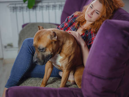 Happy woman petting her merican staffordshire terrier on couch at home in living room. pet and owner having good time together at home, living room interior,の写真素材