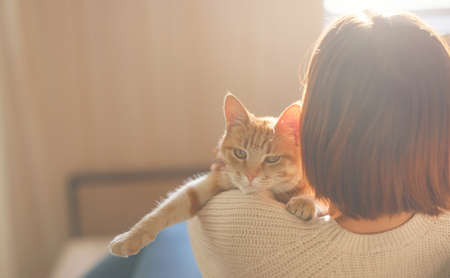 Young asian woman wears warm sweater resting with tabby cat on sofa at home one autumn day. Indoor shot of amazing lady holding ginger pet. Morning sleep time at home. soft focus.の写真素材