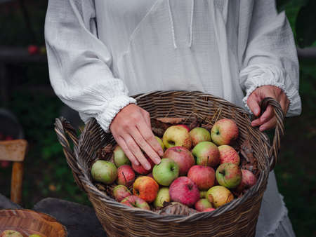 middle-aged woman in white dress picks apples in big basket in the garden. Autumn harvest festival, agriculture and gardening, thanksgiving. Warm atmosphere, natural eco-friendly productsの写真素材