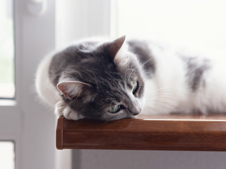 adult cat lies on the windowsill. The rays of the sun fall on the cat. cat bathes in the sunの写真素材