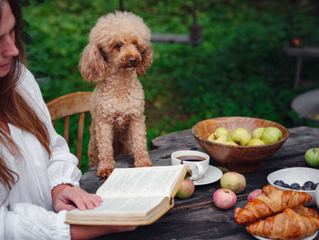 middle aged caucasian woman in white dress enjoying morning coffee in apple orchard sitting at wooden table with her pet poodleの写真素材