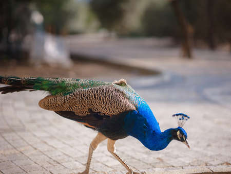 travel to Turkey, Kemer in autumn season. famous part of Lycian Way, Goynuk Canyon. Peacock walk trail and posing for touristsの写真素材