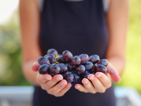Vineyard harvest in autumn season. Crop and juice, Woman holding Organic blue grapes, concept wine. outdoorの写真素材