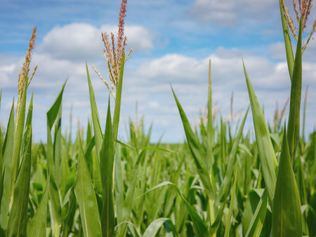 a cornfield somewhere on the france switzerland border in summer cloudy day.