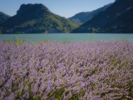 Fresh purple lavender flowers With mountains and lake in the background. Turkey tripの写真素材