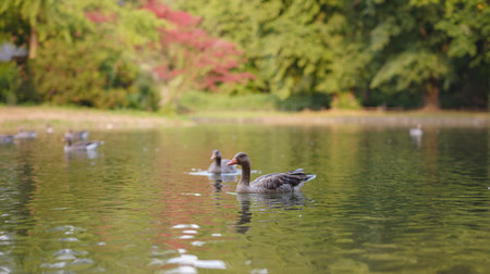cute ducks on the pond in the Englischer Garten park, Munich, Germany. Summer travel to Europeの写真素材