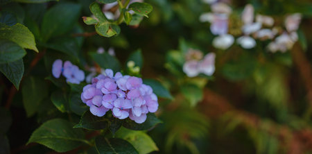 Hydrangea flower in summer garden near a cute house in old city of Munichの写真素材