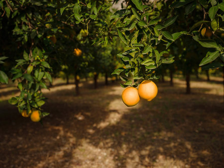 garden with fresh oranges near the city of Antalya, Turkey. Juicy fresh leaves, exotic tropical harvest on branch.の写真素材