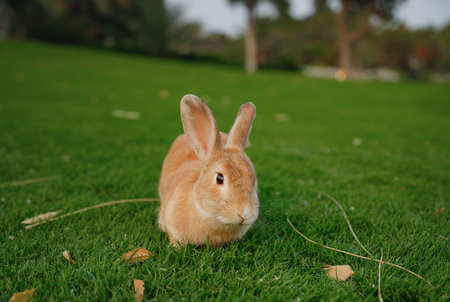 Cute red rabbit on green grass with natural bokeh as background during sunset. Young adorable bunny playing in garden. Lovrely pet at parkの写真素材