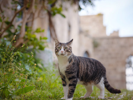 Stray or Feral Cat in Street city of Rhode in Greece. Historic Landmark in Old Town.の写真素材