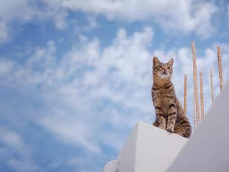 cats lie on roofs of the white-walled houses of city of Lindos. Stray or Feral Cats in islandf Rhodes in Greece. Historic Landmark in Old Town.の写真素材