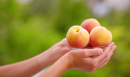 woman holding bowl of fresh peaches in her hands while standing in garden. Harvest background. Organic fruits. Farmers market.の写真素材