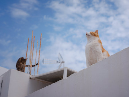 cats lie on roofs of the white-walled houses of the city of Lindos. Stray or Feral Cats in islandf Rhodes in Greece. Historic Landmark in Old Town.の写真素材