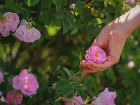 woman picking roses in Field of Damascena roses in sunny summer day . Rose petals harvest for rose oil perfume production. village Guneykent in Isparta region, Turkey a real paradise for eco-tourism.の写真素材