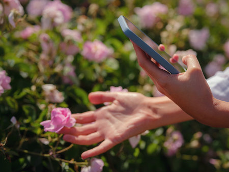 woman enjoying the aroma and make photo in her smartphone in Field of Damascena roses in sunny...