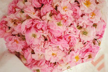 Isparta, Turkey - June 6, 2022: all stages of rose oil distillation work, Rose Petal Harvest, Manual picking. Roses used in perfume industry small production on a small family farm.の写真素材