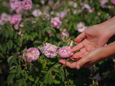 woman picking roses in Field of Damascena roses in sunny summer day . Rose petals harvest for rose oil perfume production. village Guneykent in Isparta region, Turkey a real paradise for eco-tourism.の写真素材