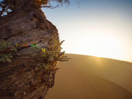 Fantastic view of Landscape with Sand Dune at sunset, Liwa Oasis, Abu Dhabi, UAE. Water crisis and World Climate change.の写真素材