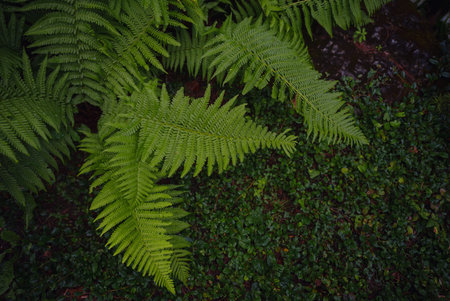 Beautiful ferns leaves green foliage. Close up of beautiful growing ferns in forest or park....
