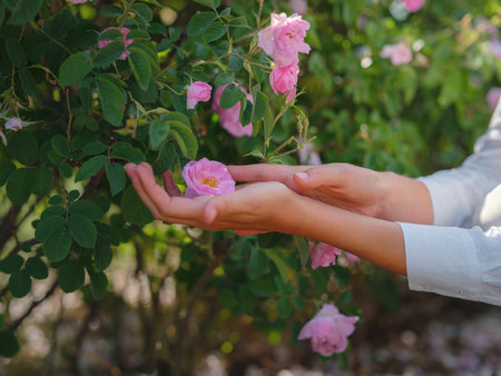 woman picking roses in Field of Damascena roses in sunny summer day . Rose petals harvest for rose oil perfume production. village Guneykent in Isparta region, Turkey a real paradise for eco-tourism.の写真素材