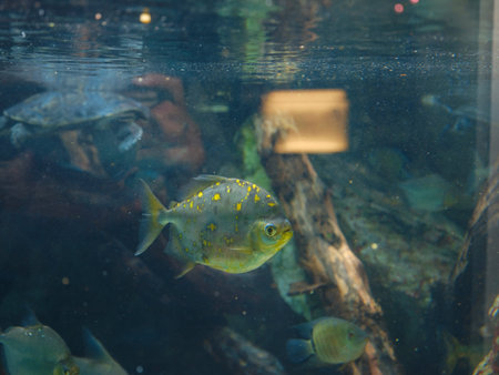 Tropical fish in aquarium, walk in Frankfurt Zoological garden, founded in 1858 and second oldest...