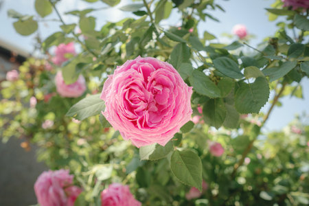 Field of Damascena roses in sunny summer day. Rose petals harvest for rose oil perfume production. village Guneykent in Isparta region, Turkey a real paradise for eco-tourism.の写真素材