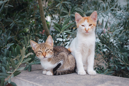 Kittens sitting on the fence against the backdrop of olive trees.