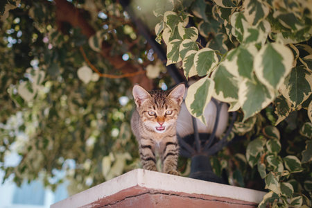 Tiny kitten meowing on the fence. A street cat leisurely strolls through the charming streets of...