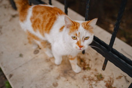 Street cats of Turkey roam freely, lounging, playing, and exploring the vibrant streets, creating...