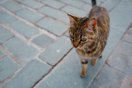 Street cats of Turkey roam freely, lounging, playing, and exploring the vibrant streets, creating charming scenes of daily life in urban and rural settings. Antalya cityの写真素材