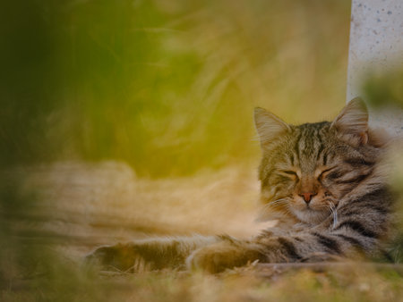 Street cats of Turkey roam freely, lounging, playing, and exploring the vibrant streets, creating charming scenes of daily life in urban and rural settings.の写真素材