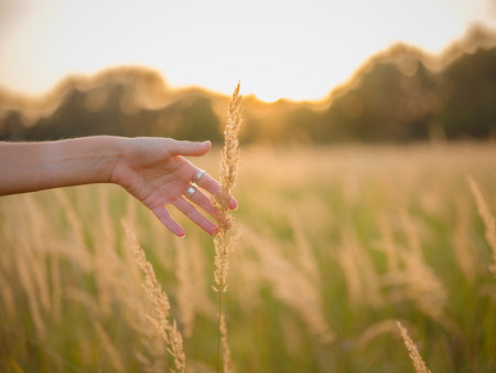 woman's hand touching field, close-up of fingers holding plant, delicate hand in field of grass, golden hour macro shot of grass, sunlight on woman's handの写真素材