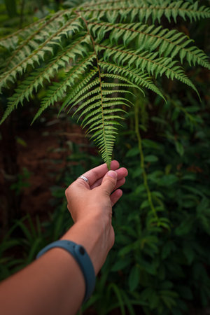 Nature lovers, close-up of a hand touching green fern leaf in Perdana Botanical Garden, Kuala Lumpur, A Symbol of Care and Peaceful Relaxation, Plant Care, Horticulture, Mindfulness,の写真素材