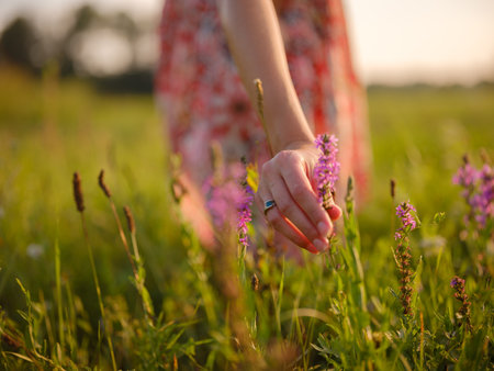 woman's hand touching purple wildflowers, close-up of fingers holding grain, delicate hand in field, golden hour macro shot, sunlight on woman's handの写真素材