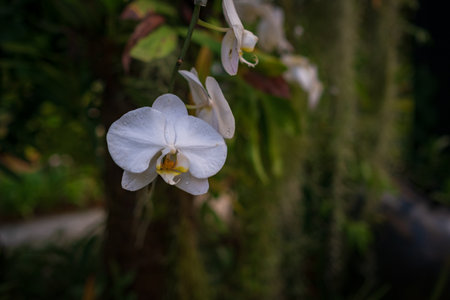 Stunning orchids in full bloom take center stage at the Kuala Lumpur Botanical Garden, showcasing vibrant colors, intricate details, and natural elegance in a lush tropical setting.の写真素材