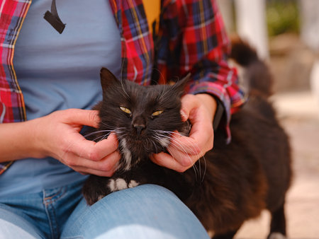 Street cats of Turkey roam freely, lounging, playing, and exploring the vibrant streets, creating charming scenes of daily life in urban and rural settings.の写真素材